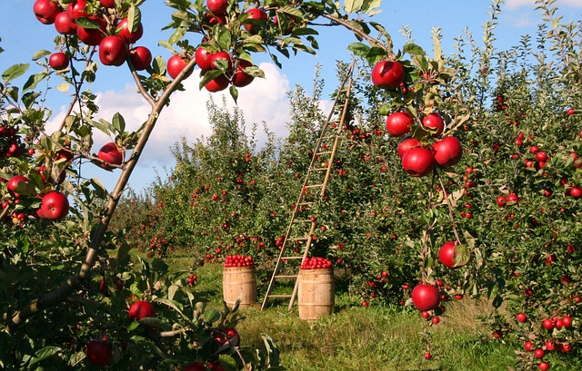 Przechowywanie Jabłek a Sezonowość - Jak chłodnia umożliwia dostęp do jabłek nawet poza sezonem?