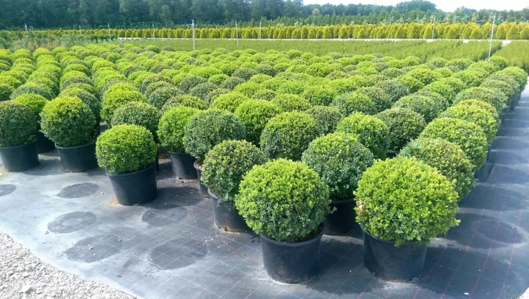 Najlepsze miejsca w mazowieckiem na zakup roślin do ogrodu